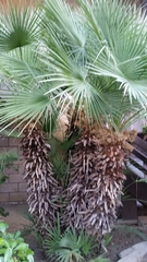 Washingtonia