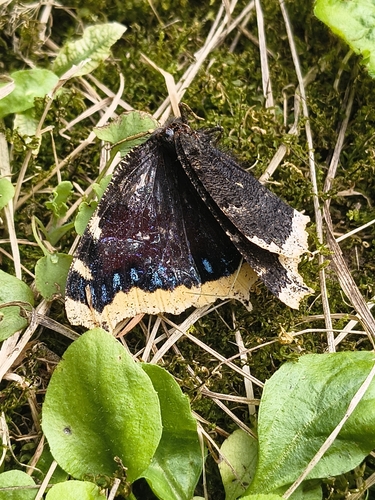 Mourning Cloak