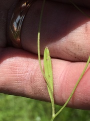 Ranunculus laxicaulis