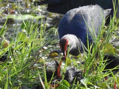 Porphyrio poliocephalus