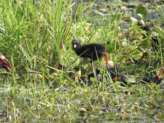 Porphyrio poliocephalus