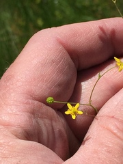 Ranunculus laxicaulis