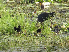 Porphyrio poliocephalus