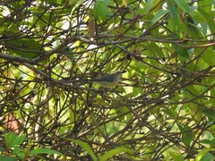 Dicaeum erythrorhynchos