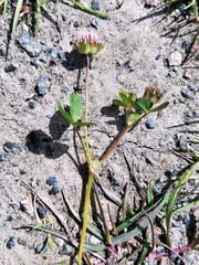 Trifolium microdon