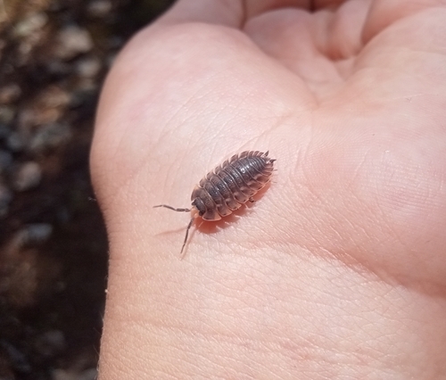 Ratzeburg's Woodlouse
