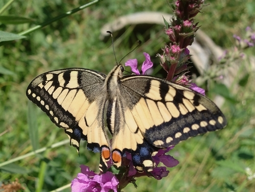 Old World Swallowtail