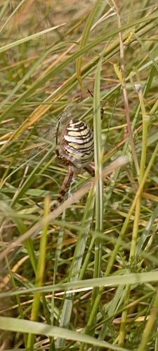 Wasp Spider