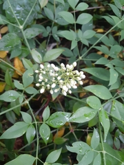 Nandina domestica