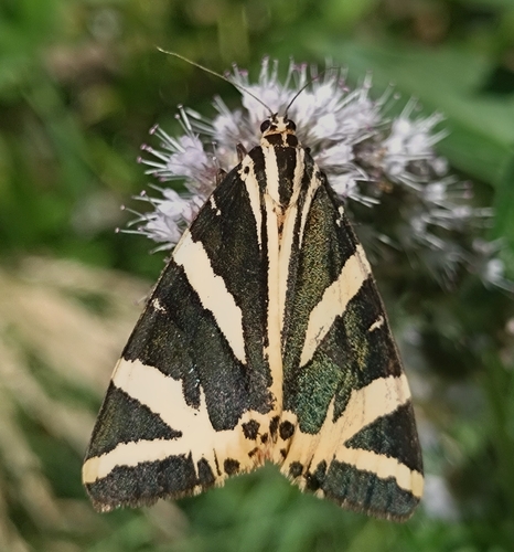 Jersey Tiger
