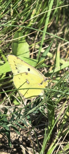 Pale Clouded Yellow