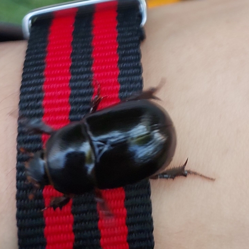 Pentodon algerinus