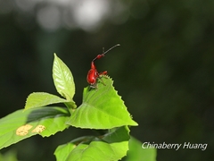 Paratrachelophorus nodicornis