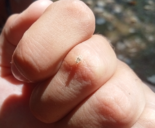 oak lace bug