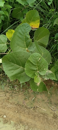 Punjab fig