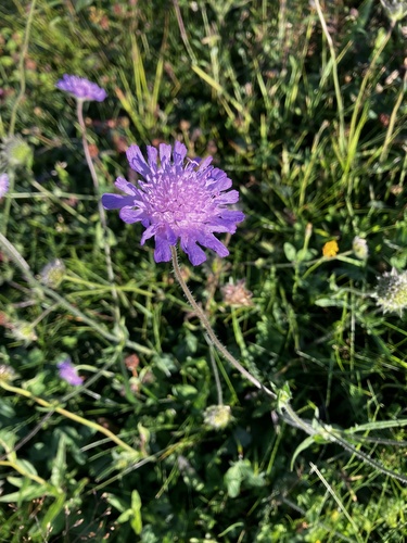 Field Scabious
