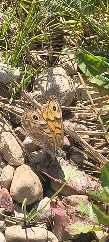 Wall Brown