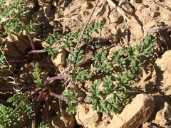 Lomatium scabrum tripinnatum
