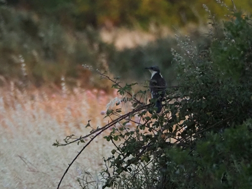 iNaturalist image