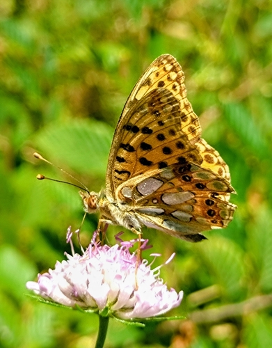 Queen of Spain Fritillary