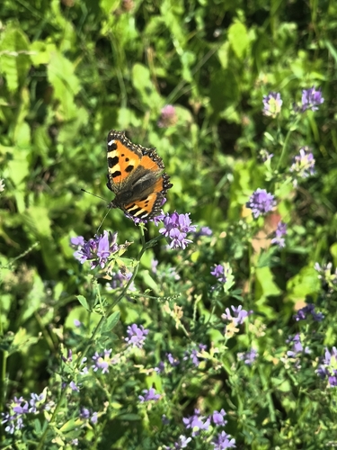 Small Tortoiseshell