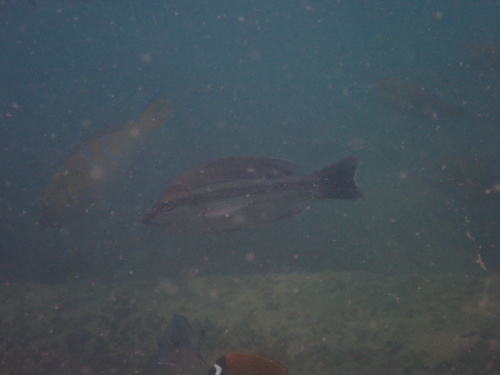 Lutjanus lemniscatus observed 2026-08-16