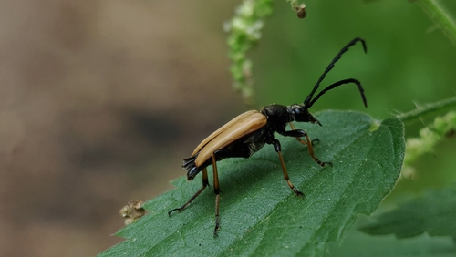 Red Pine Longhorn Beetle