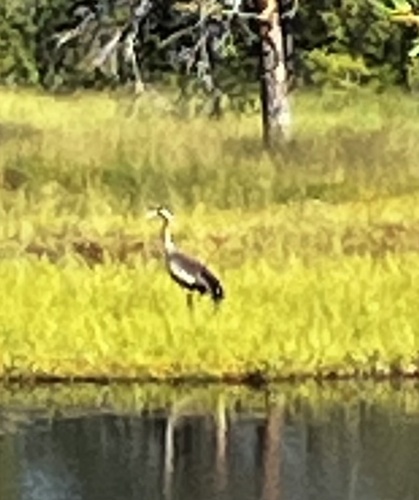 Common Crane
