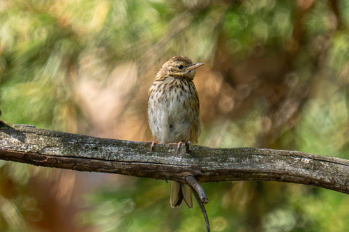 Tree Pipit