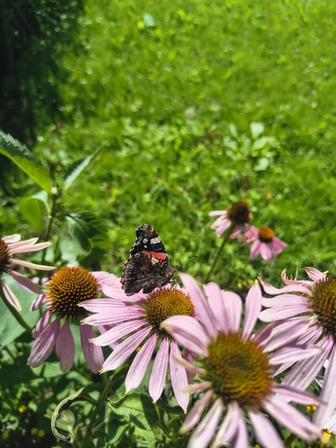Red Admiral