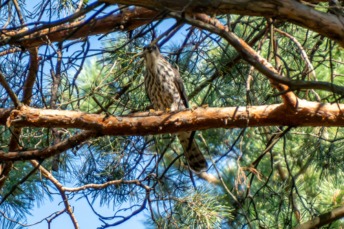 Levant Sparrowhawk