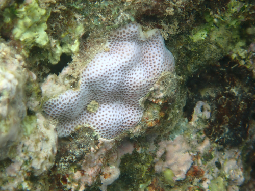 Porites brighami observed 2026-08-15