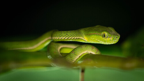 Trimeresurus hageni, 2026-08-10