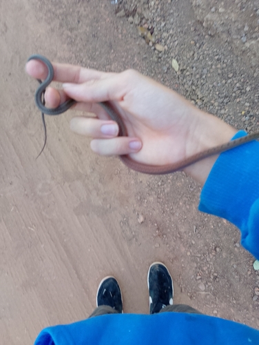 Spotted Ground-snake