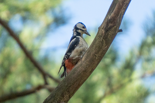 Great Spotted Woodpecker