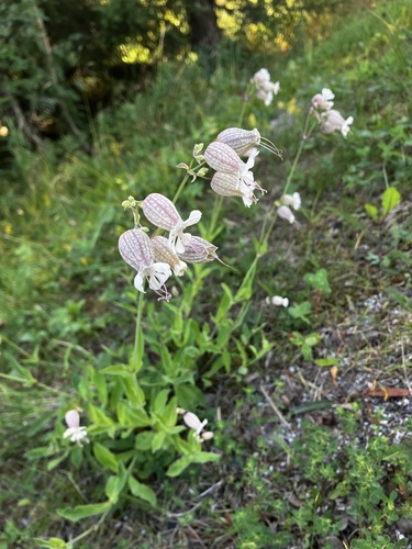 bladder campion