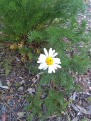 Tripleurospermum inodorum