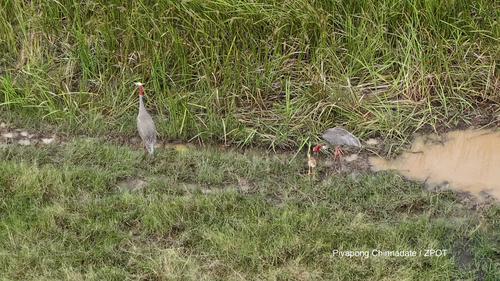 Sarus Crane