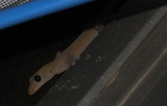 Hemidactylus frenatus