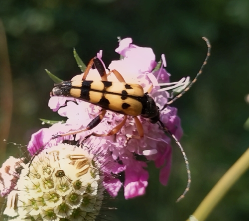 Spotted Longhorn Beetle