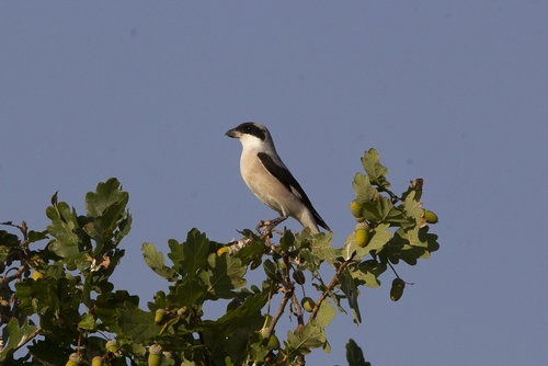 Lesser Grey Shrike