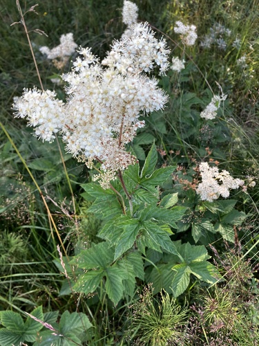 Meadowsweet