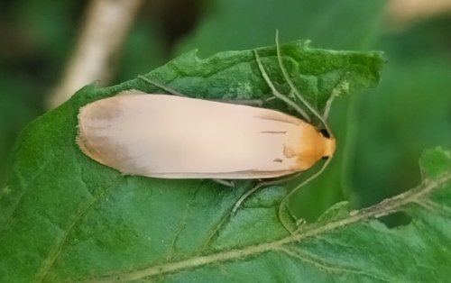 Buff Footman