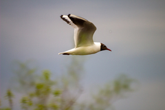 Chroicocephalus ridibundus