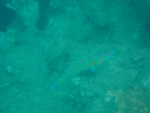 Thalassoma purpureum, 2026-08-15