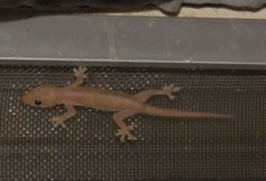 Hemidactylus frenatus
