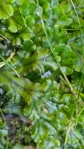 Common Liverwort
