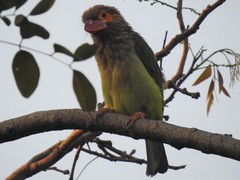 Psilopogon zeylanicus