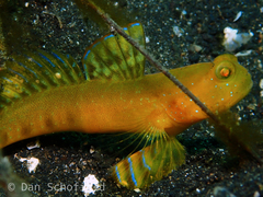 Cryptocentrus sericus