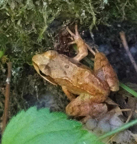European Common Frog